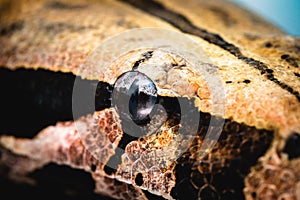 Snake eye in macro photography, animal eye