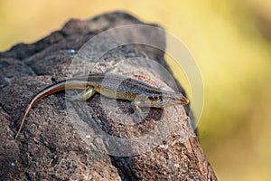 Snake-Eyed Skink (Panaspis Wahlbergi)