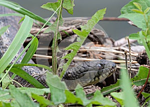 Snake eyes, up close with a plain belly water snake