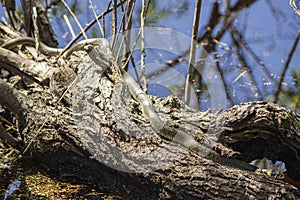 A snake on a fallen tree basks in the sun