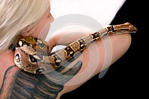 Snake on female shoulder and hand, part woman naked body. Boa constrictor snake crawling per woman hand and shoulder.