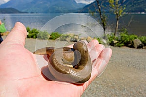 A snake found at the source of the harrison hot springs in canada