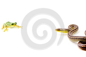 Snake and frog photo