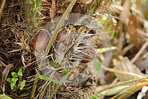 Snake Fruit on its Cluster, East Java