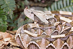Snake-Gaboon viper