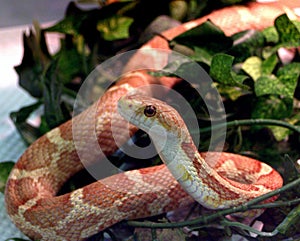 A snake in a glass container on display