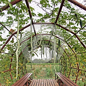 Snake gourd or padwal on tree