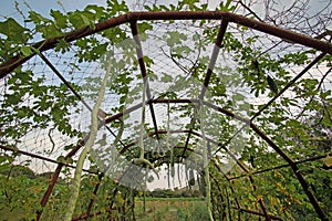 Snake gourd or padwal on tree