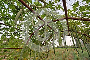 Snake gourd or padwal on tree