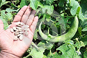 snake gourd with seed on tree