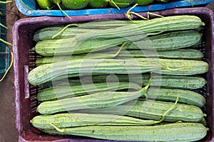 Snake Gourd stock on shop