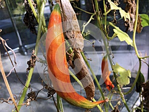 Snake gourd Trichosanthes cucumerina, Serpent gourd, Chichinda, Padwal, Die Schlangenhaargurke, Schlangengurke,Chinesische Gurke