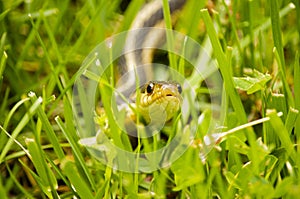 Snake in the grass