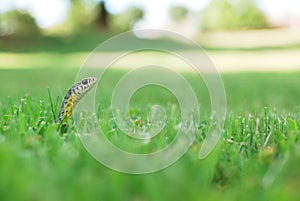 Snake in the Grass