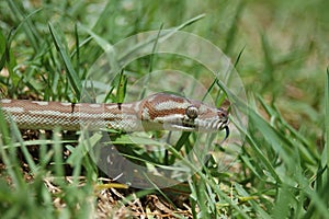 Snake in the grass photo