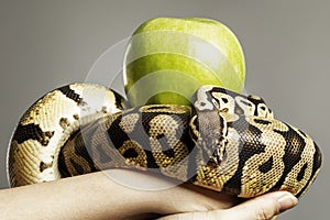 Snake and green apple on a female hand on a gray background. Close-up