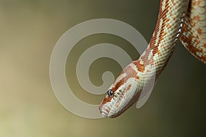 snake on a black background. Carpet python.