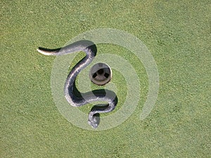 Snake on the Green