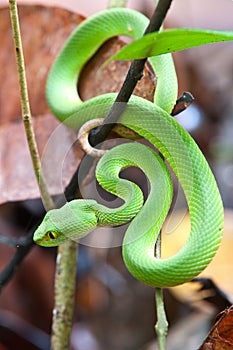 Snake (green pit viper)