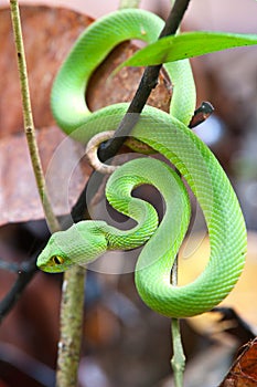 Snake (green pit viper) photo