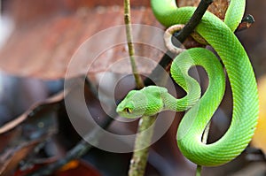 Snake (green pit viper) photo