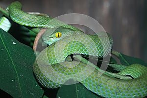 snake (green pit viper) in forest photo
