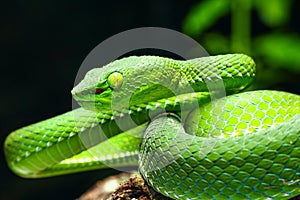 Snake, green tree viper Cameron Highland pit viper Trimeresurus nebularis