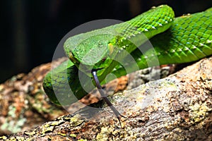 Snake, green tree viper Cameron Highland pit viper Trimeresurus nebularis