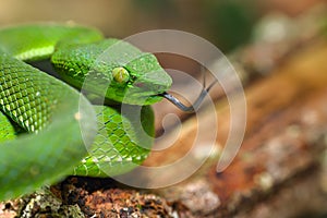 Snake, green tree viper Cameron Highland pit viper Trimeresurus nebularis