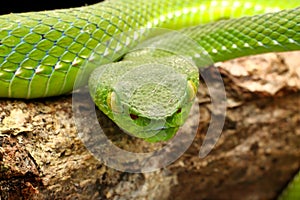 Snake, green tree viper Cameron Highland pit viper Trimeresurus nebularis