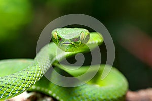 Snake, green tree viper Cameron Highland pit viper Trimeresurus nebularis