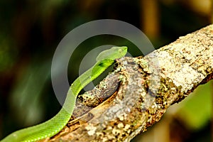 Snake, green tree viper Cameron Highland pit viper Trimeresurus nebularis