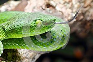 Snake, green tree viper Cameron Highland pit viper Trimeresurus nebularis