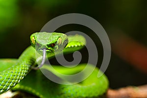 Snake, green tree viper Cameron Highland pit viper Trimeresurus nebularis