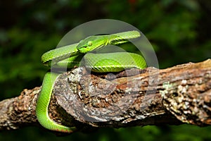 Snake, green tree viper Cameron Highland pit viper Trimeresurus nebularis