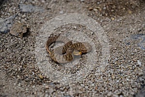 Snake on the ground in Byeonsan-Bando National Park, South Korea. photo