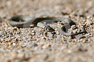 Serpiente 