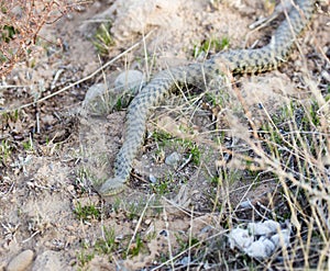 Snake on the ground outdoors.