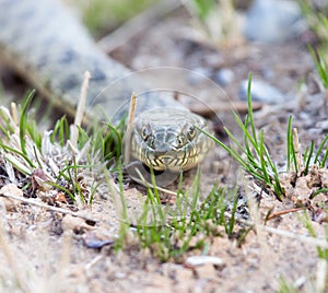 Snake on the ground outdoors.