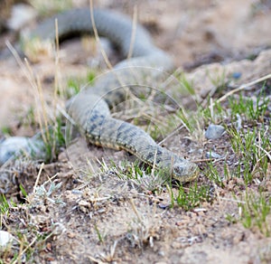 Snake on the ground outdoors.