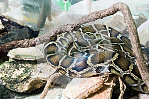 Snake in Haifa Zoo