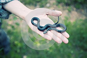 Snake on the hand