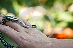 A snake on the hand, a small snake crawling on the hand on a green background