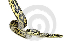 Snake hanging in the air, Jungle carpet python photo