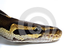 Snake Head Ball Python Head on white background 1