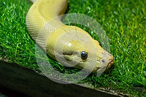 Snake head with eyes on green lawn