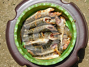 Snake head fish on dish close up photography