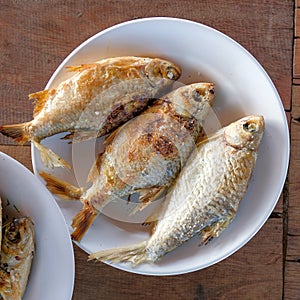 Snake head Grilled fish with Salts  and Thai carp fish grill is thai traditional Foods