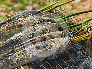 Snake head Grilled fish with Salts  and Thai carp fish grill is thai traditional Foods