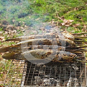 Snake head Grilled fish with Salts  and Thai carp fish grill is thai traditional Foods